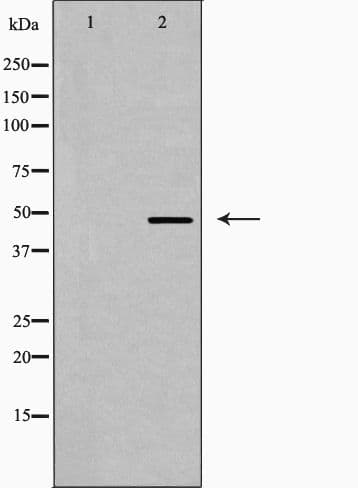 FBLN4 / EFEMP2 Antibody