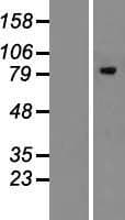 MAN1B1 Protein (Over-Expression Lysate Myc-DDK (Flag))