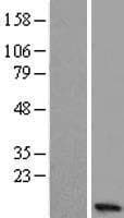 C15orf48 / NMES1 Protein (Over-Expression Lysate Myc-DDK (Flag))