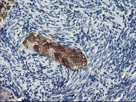 Dipeptidylpeptidase 8 / DPP8 Antibody (clone OTI1D2, Carrier-free)