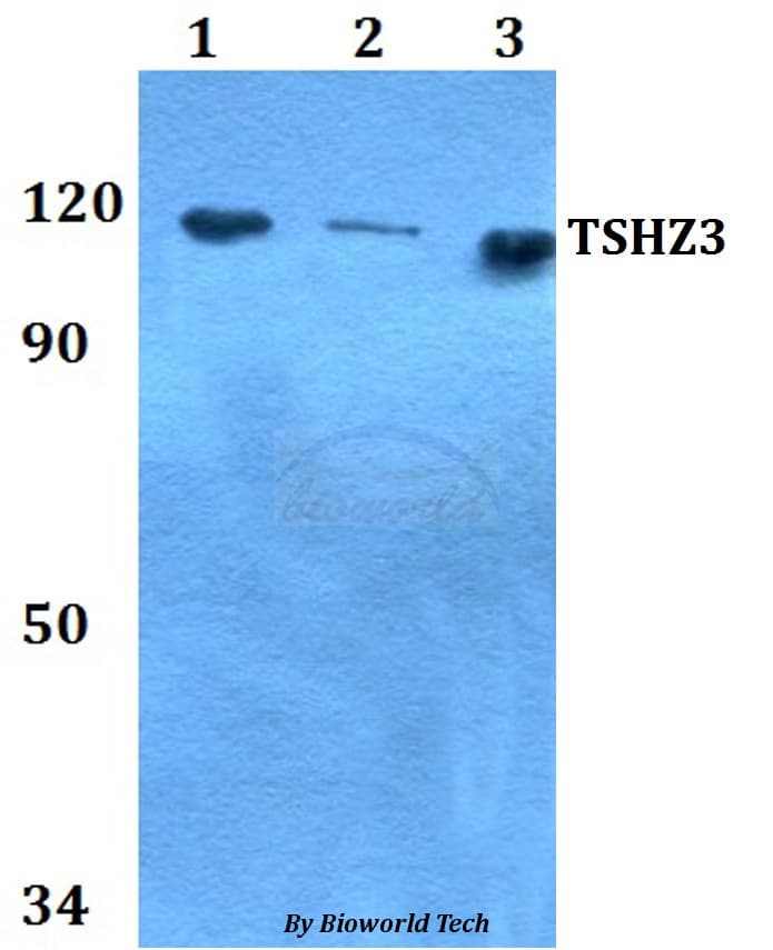 Polyclonal Rabbit anti-Human TSHZ3 Antibody (WB)