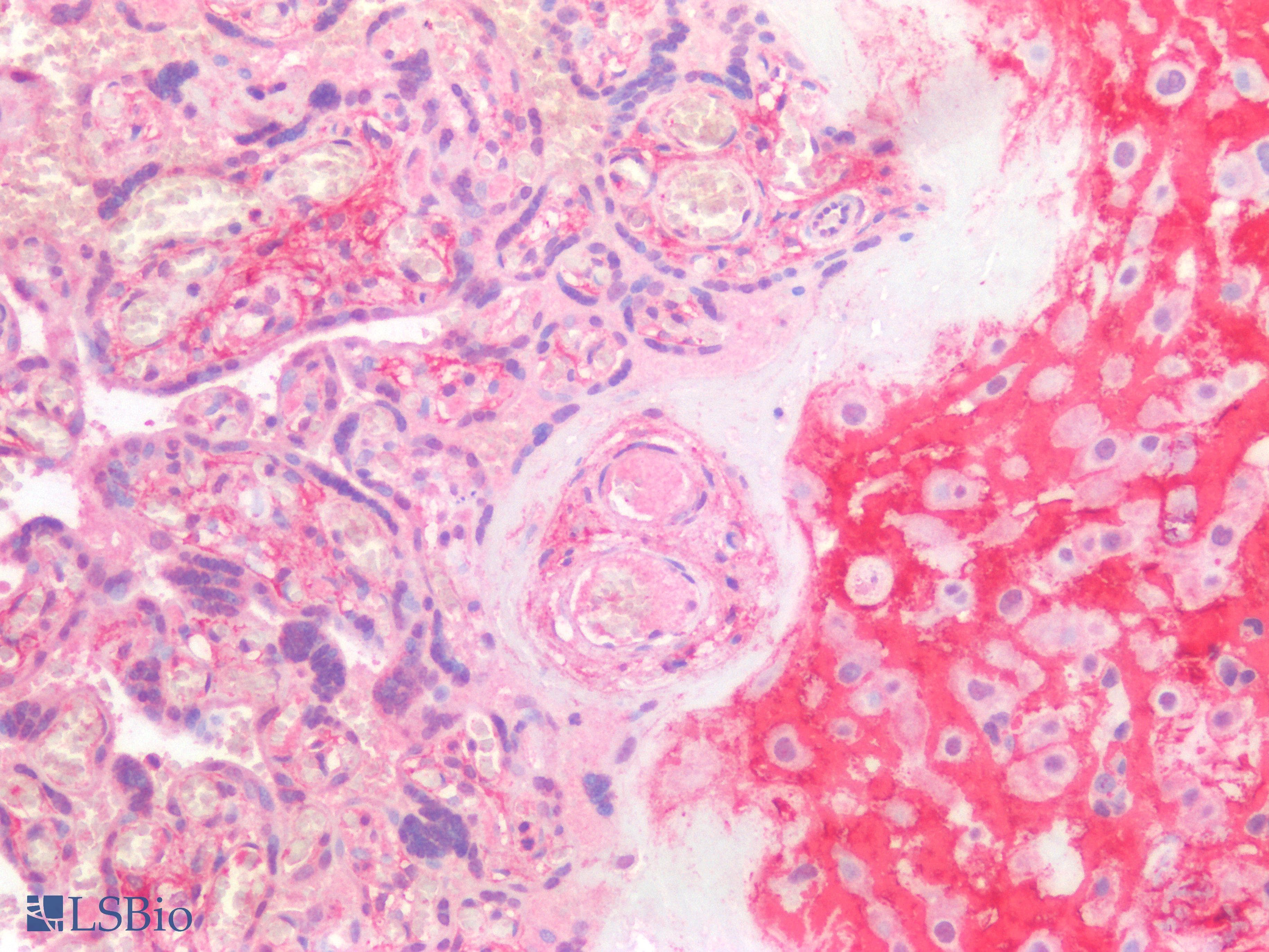 PathPlus™ FBN1 / Fibrillin 1 Antibody