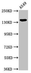 PLIN4 / S3-12 Antibody