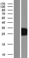 C3orf62 Protein (Over-Expression Lysate Myc-DDK (Flag))