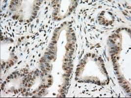 PDE4A / PDE4 Antibody (clone OTI1C8)
