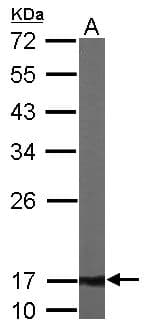 ATP5D Antibody (aa1-168)
