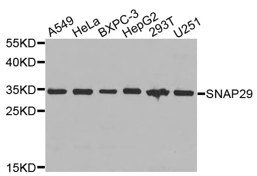 SNAP29 Antibody