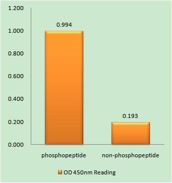 Tuberin / TSC2 Antibody (phospho-Tyr1571)