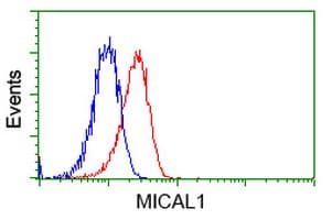 MICAL1 / MICAL Antibody (clone OTI6H4)