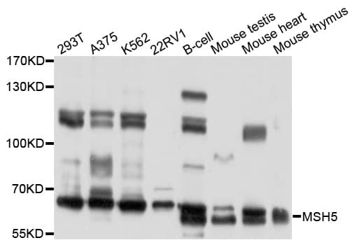 MSH5 Antibody