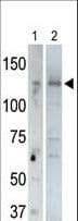 USP25 Antibody (aa1037-1068)