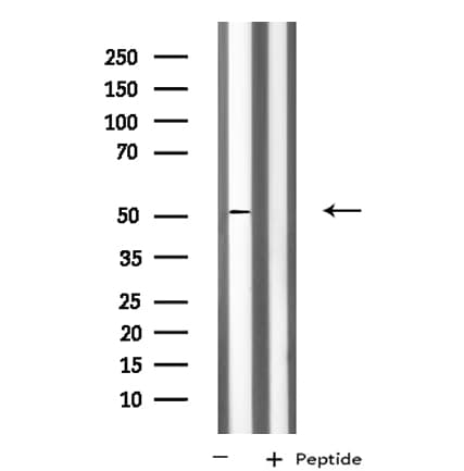Kv10.1 / KCNG3 Antibody