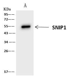 Polyclonal Rabbit anti-Human SNIP1 Antibody (WB)