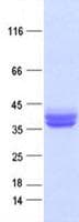 Human CD274 / B7-H1 / PD-L1 Protein (Recombinant DDK,C-terminus)