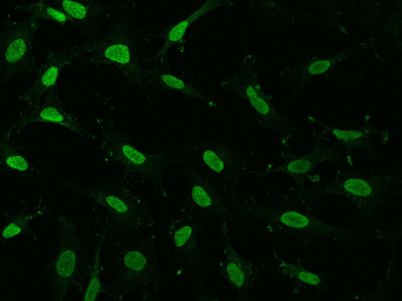 GMEB1 Antibody