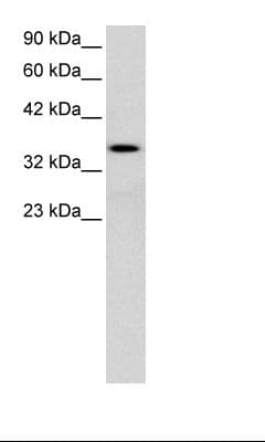 LEF1 Antibody (aa51-100)