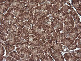 MAP2K1 / MKK1 / MEK1 Antibody (clone OTI2H3, Carrier-free)