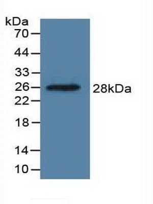 DDAH1 Antibody (aa20-215, PE)