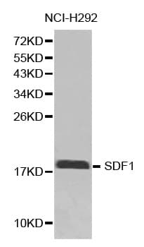 SDF1 / CXCL12 Antibody