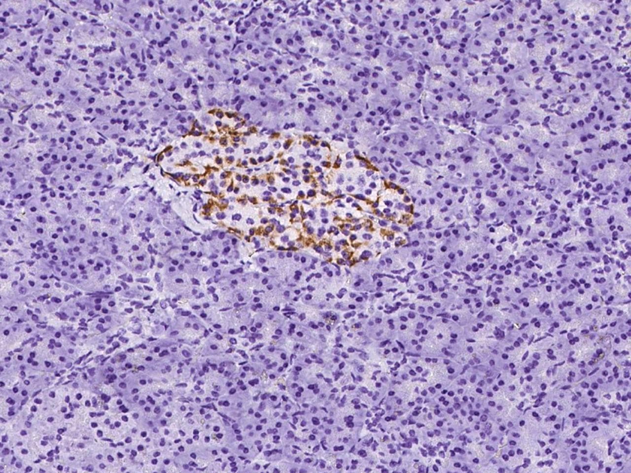GCG / Glucagon Antibody (Preservative Free)