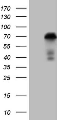 ZNF449 Antibody (clone OTI13C11)