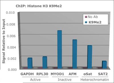 HIST3H3 Antibody (Me2-Lys9)