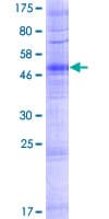 Human OR52B2 Protein (Recombinant GST)
