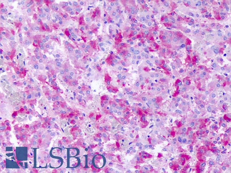 IHC-plus™ GPR139 Antibody (Cytoplasmic Domain)