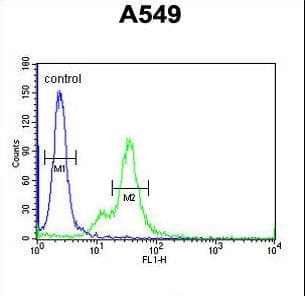 M6PR Antibody (aa230-260)