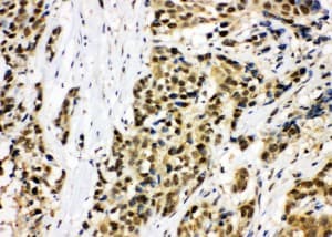 MCM7 Antibody (aa699-719)