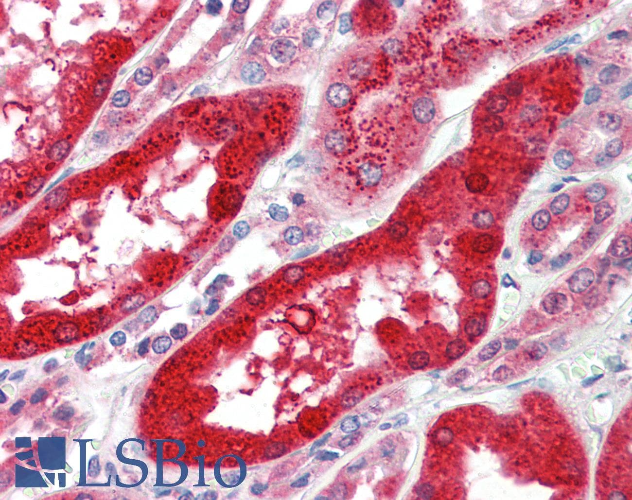 SOX17 Antibody (C-Terminus)