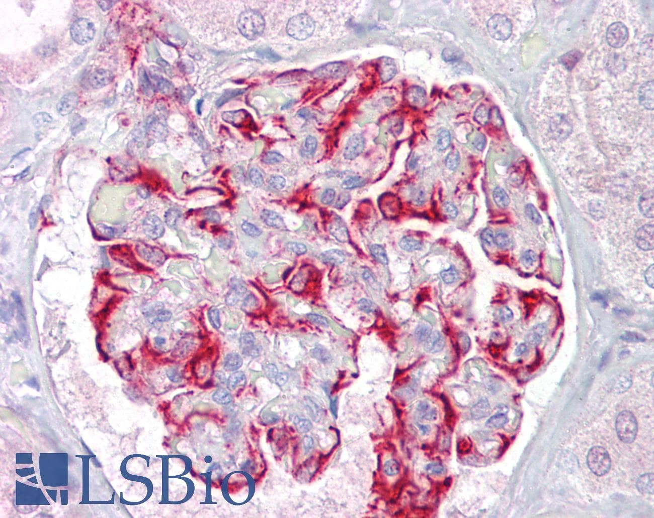 IHC-plus™ KCNK13 / THIK-1 Antibody