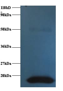 IHC-plus™ CST3 / Cystatin C Antibody