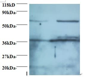 DDX39B / UAP56 Antibody (FITC)