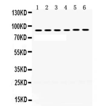LOXL2 Antibody (aa739-770)
