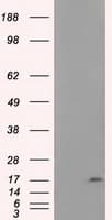 NME4 Antibody (clone OTI2B10, Carrier-free)