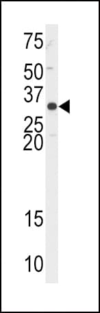 APEX1 / APE1 Antibody (aa30-64)