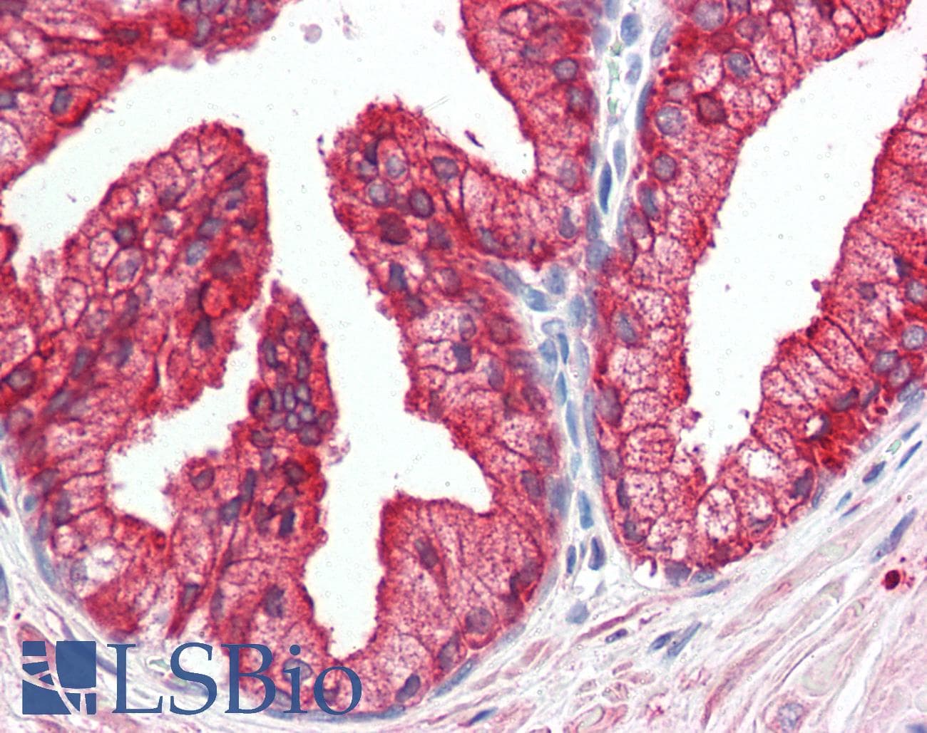 IHC-plus™ DHRS7 Antibody (C-Terminus)