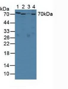 SERPINA10 / PZI Antibody (aa278-425)