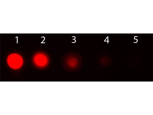 AKT1 Antibody (Internal, clone 5E5.F5.D7, RPE)