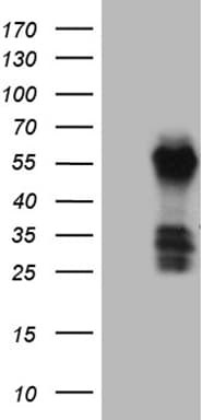 FAM131C Antibody (clone OTI1C1)