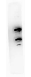Monoclonal Mouse anti-Human PDCD4 Antibody (clone 9G6, phospho-Ser457, IHC, WB)