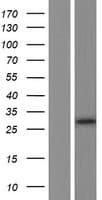 APOLD1 / Apolipoprotein L D1 (Over-Expression Lysate Myc-DDK (Flag))