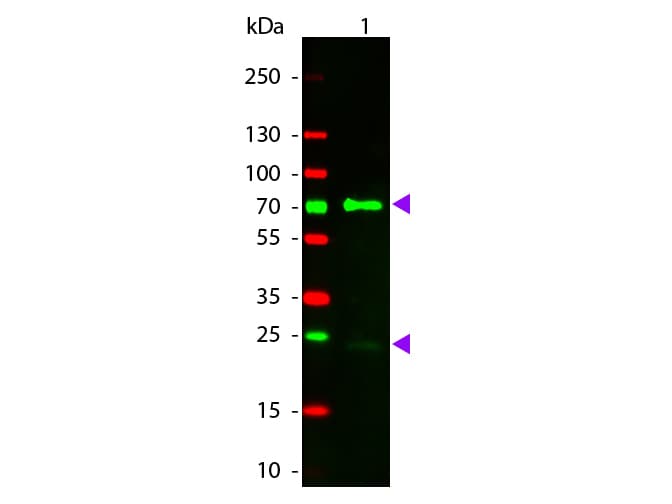 Donkey Anti-Chicken IgY Secondary Antibody (TRITC)