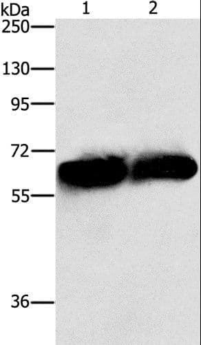 ASNS Antibody