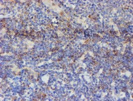 USP36 Antibody (clone OTI9F5)