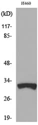 TFPI2 Antibody
