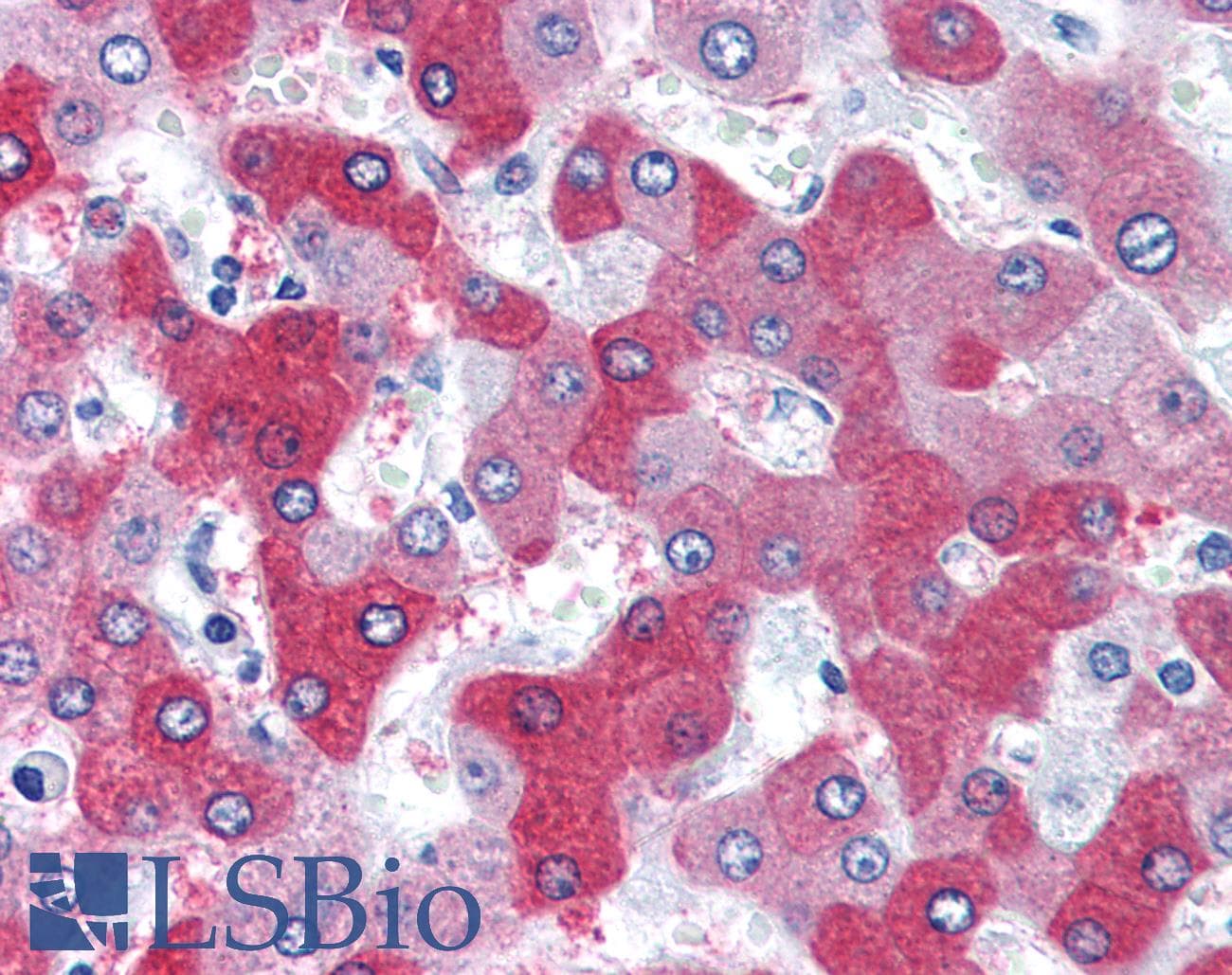 IHC-plus™ Polyclonal Goat anti-Human FTCD / 58K Golgi Protein Antibody (aa2-17, IHC, WB)