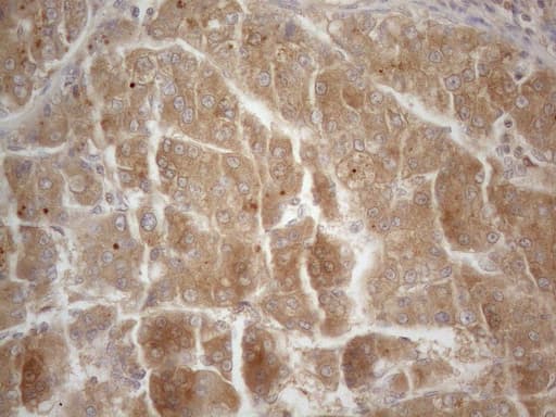 Monoclonal Mouse anti-Human CD40 Antibody (clone OTI9F4, Carrier-free, aa21-166, IHC, WB)