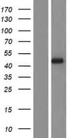 Human METTL2A Protein (Over-Expression Lysate Myc-DDK (Flag))